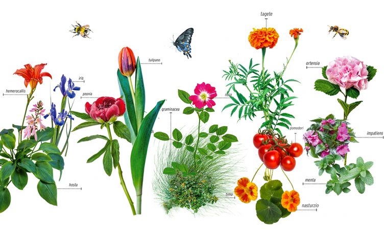 Giardinaggio: le piante che stanno bene insieme