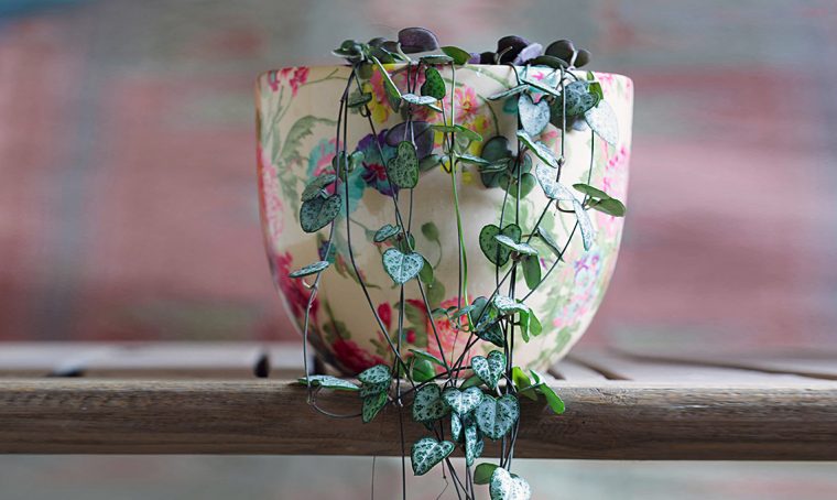 Ceropegia woodii: la pianta dalle foglie a forma di cuore