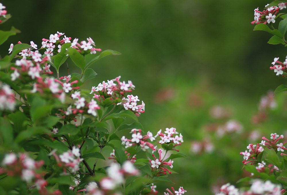 Come coltivare l’Abelia