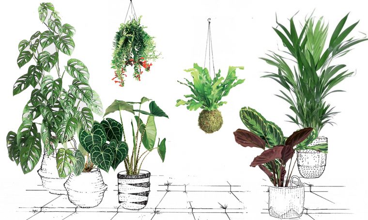 Come coltivare le piante tropicali