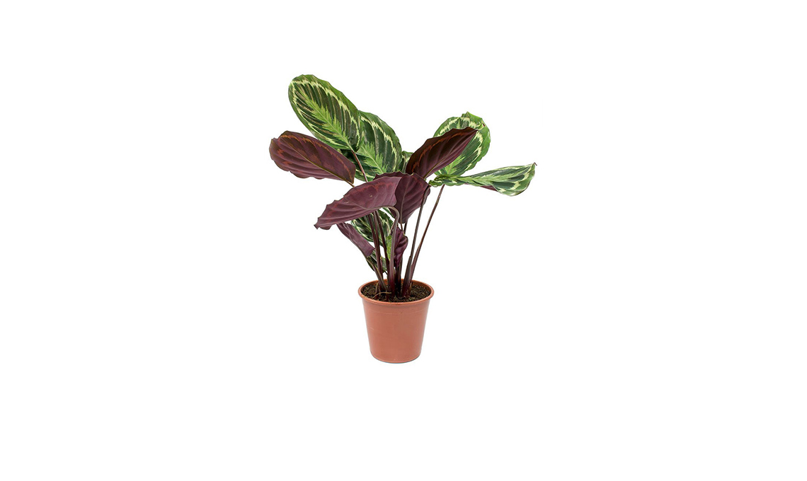piante tropicali