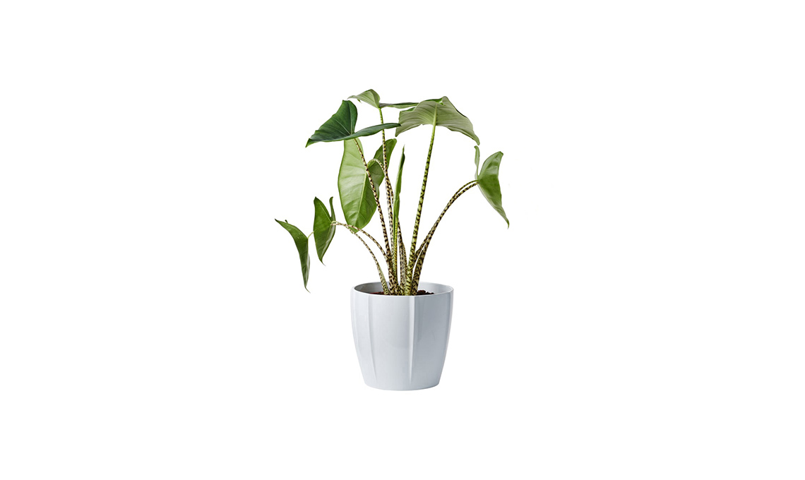 piante tropicali