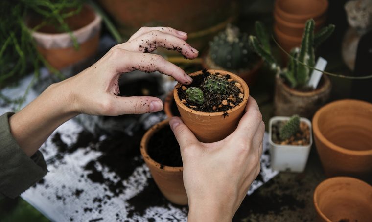 Giardinaggio: gli appuntamenti verdi di settembre