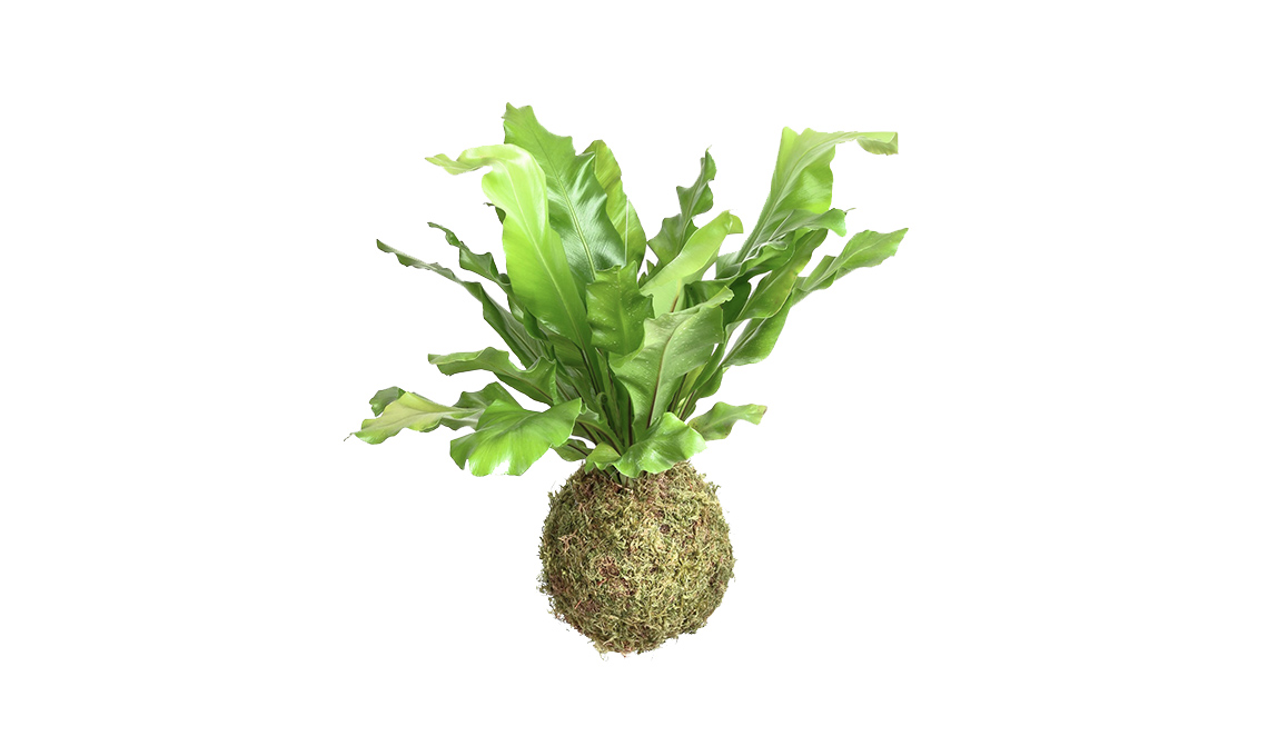 piante tropicali