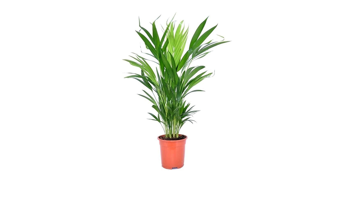 piante tropicali