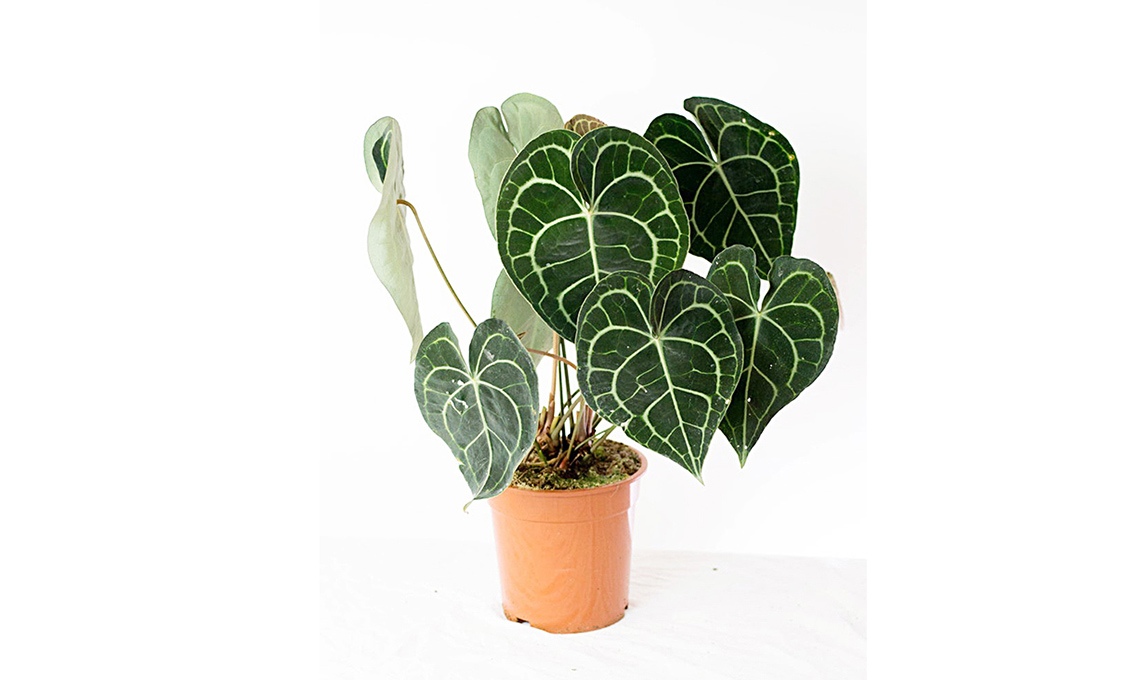 piante tropicali