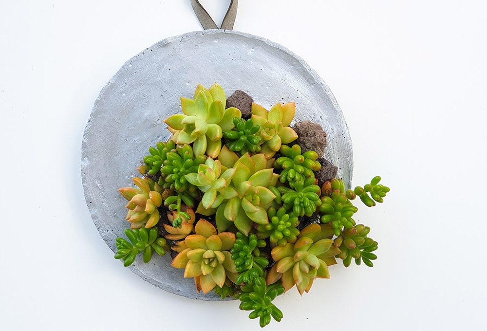 Realizza un planter per succulente in cemento da appendere