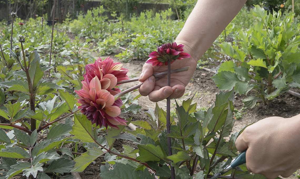 fiori: composizione Km zero