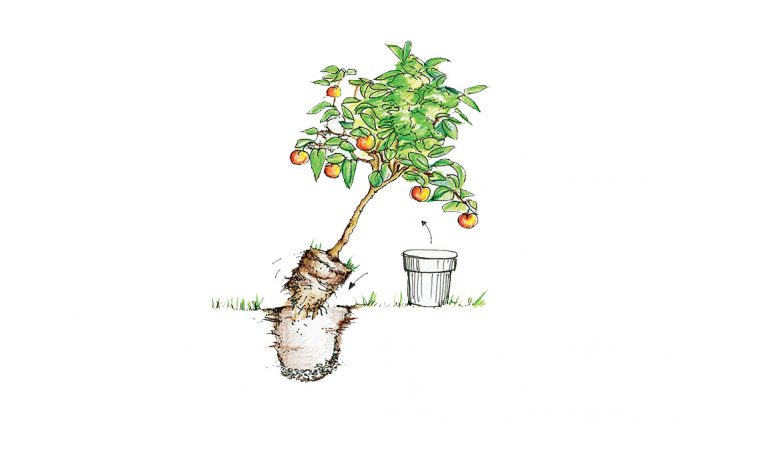 Lavori di stagione nell’orto e in giardino