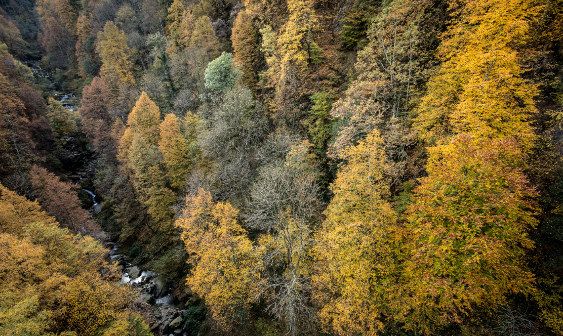 treno del foliage per vedere i colori dell’autunno