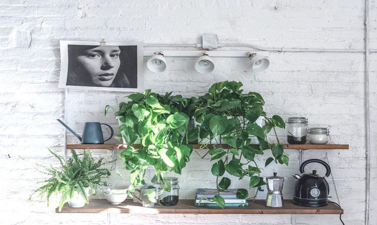 Piante da interno: il pothos