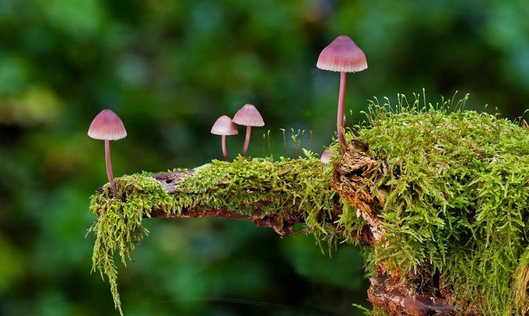 Il muschio: 10 curiosità da conoscere