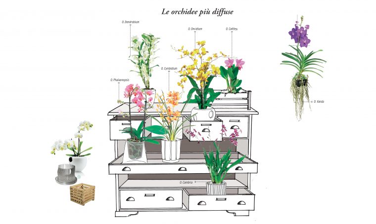Orchidee: ecco come coltivarle per farle rifiorire