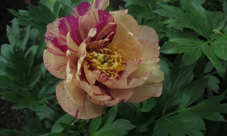 Riprendono le vendite di piante e fiori