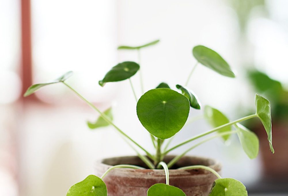Perché la Pilea peperomioides perde le foglie