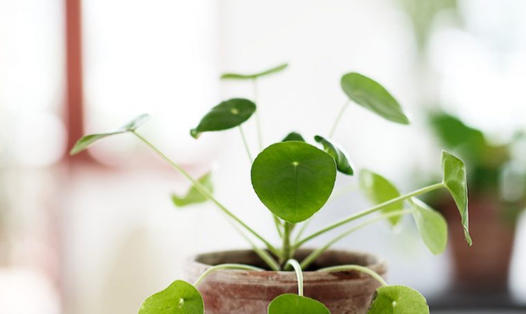Perché la Pilea peperomioides perde le foglie