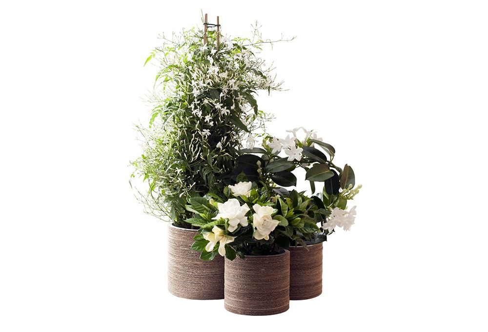 Primavera: riempi la tua casa di fiori bianchi e fragranti