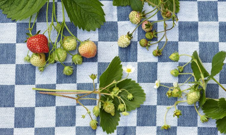 Come coltivare le fragole