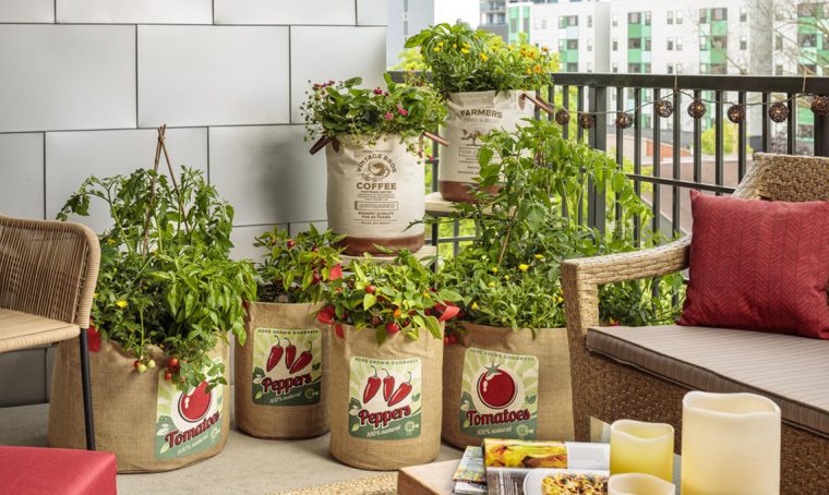 Come coltivare il peperoncino