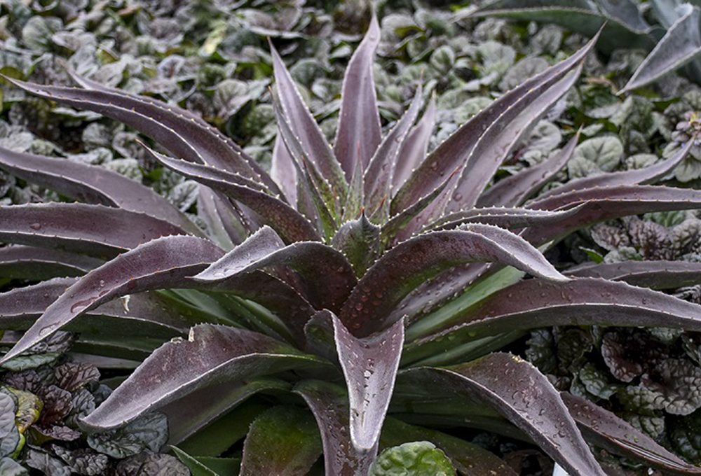 Mangave: la succulenta dai due volti