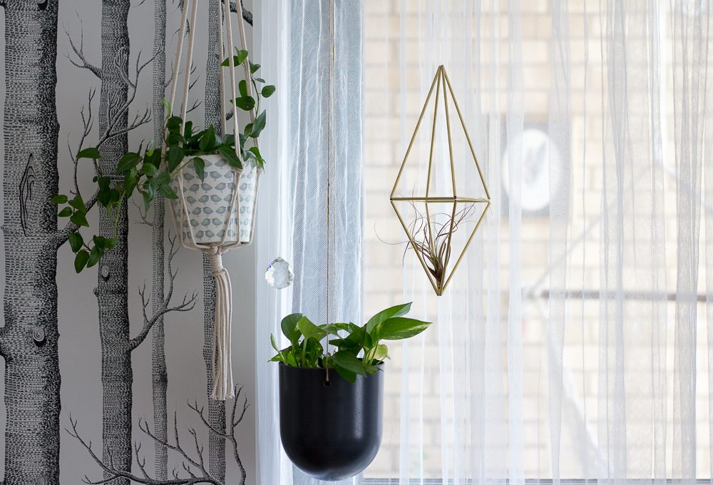 Decorare le finestre con piante e talee