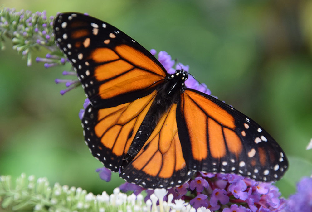 Ammirare le farfalle nelle ‘Butterfly house’