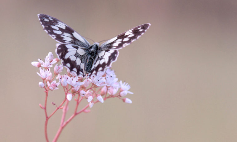 Come creare un butterfly garden