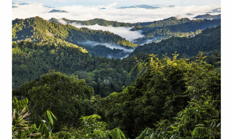 Velux e WWF insieme per la salvaguardia ambientale