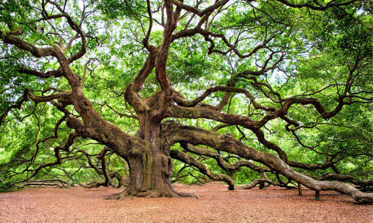 Le regole per abbattere un albero… ma solo se necessario!