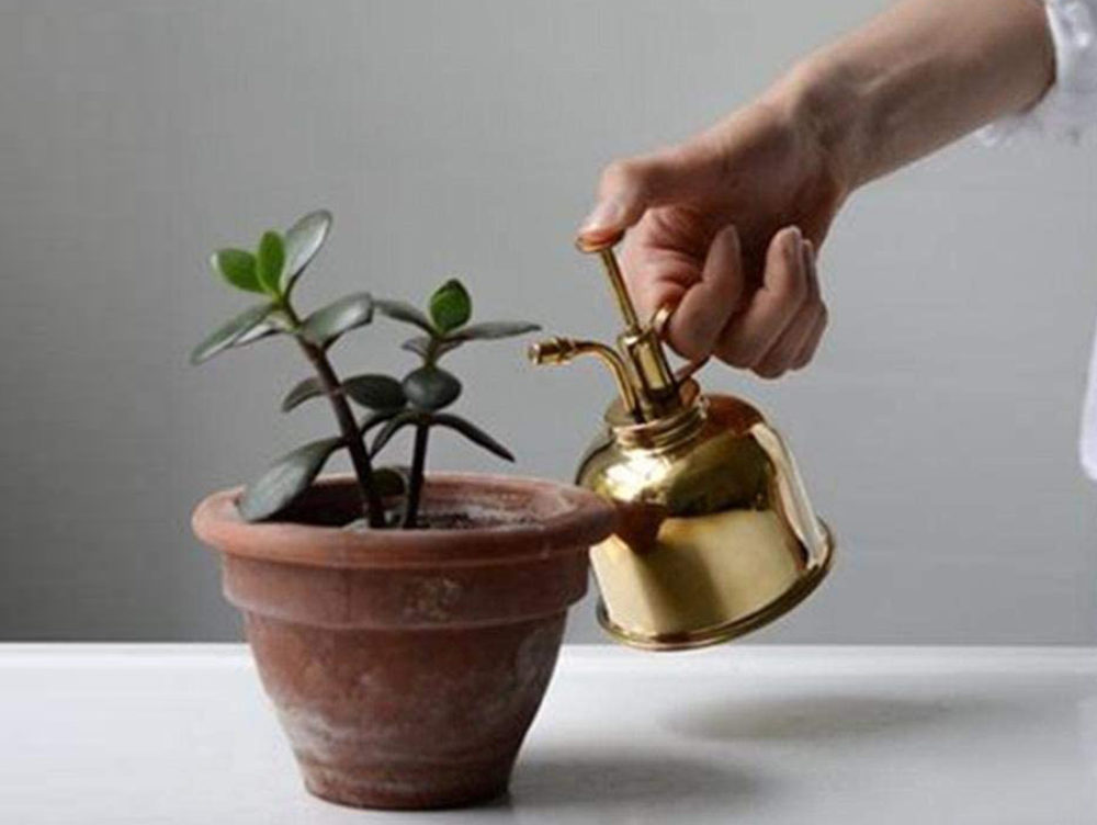 Come nebulizzare le piante da interno