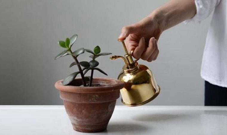 Come nebulizzare le piante da interno