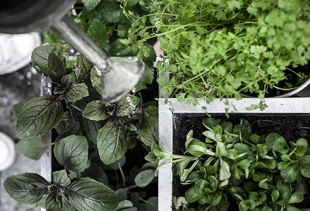 Come creare un mini-orto sul balcone