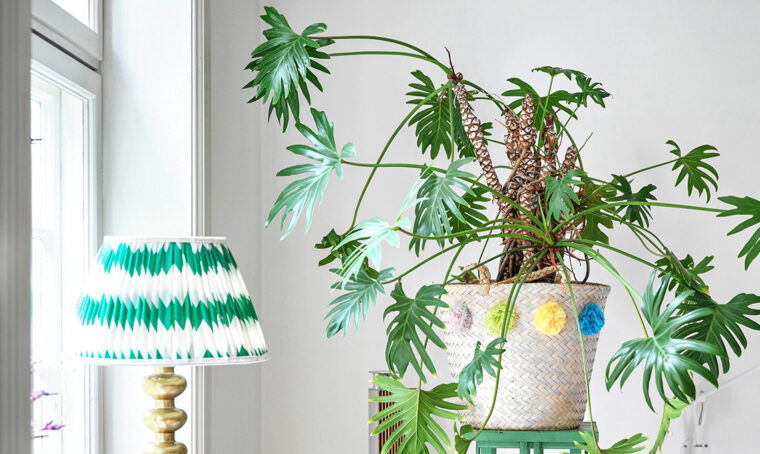 Una pianta da riscoprire: il Philodendron