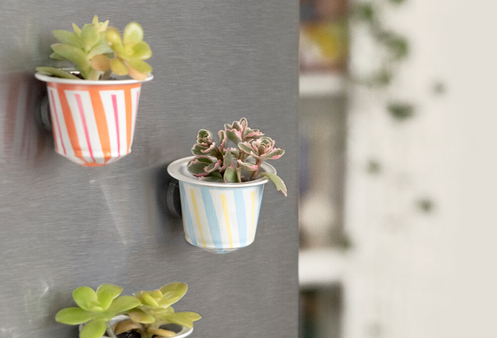 Come realizzare un giardino in miniatura con le succulente