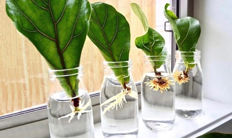 Piante da interno: si fa presto a dire Ficus