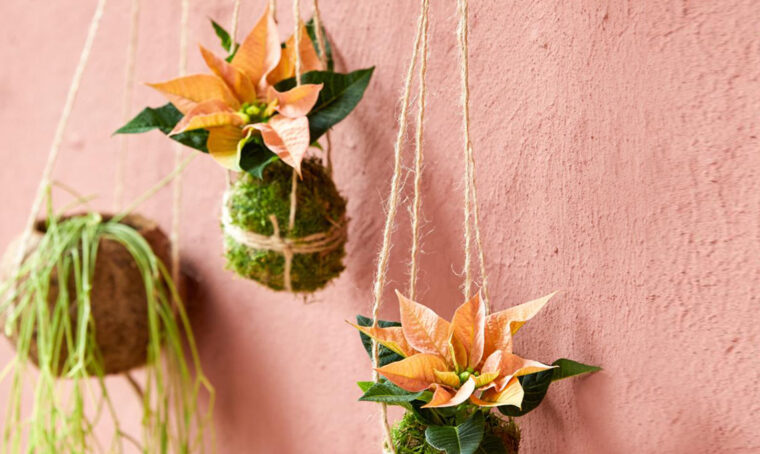 Come realizzare il Kokedama natalizio