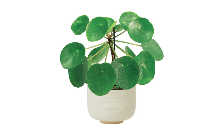 Pilea e Peperomia: due piante da conoscere