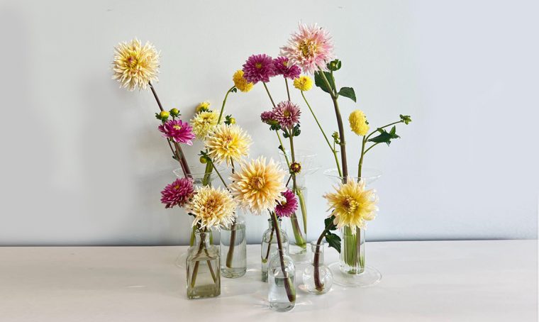 A scuola di fiori con La Fiorellaia: la Dalia