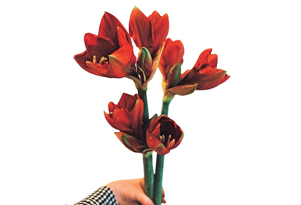 A scuola di fiori con La Fiorellaia: l’Amaryllis