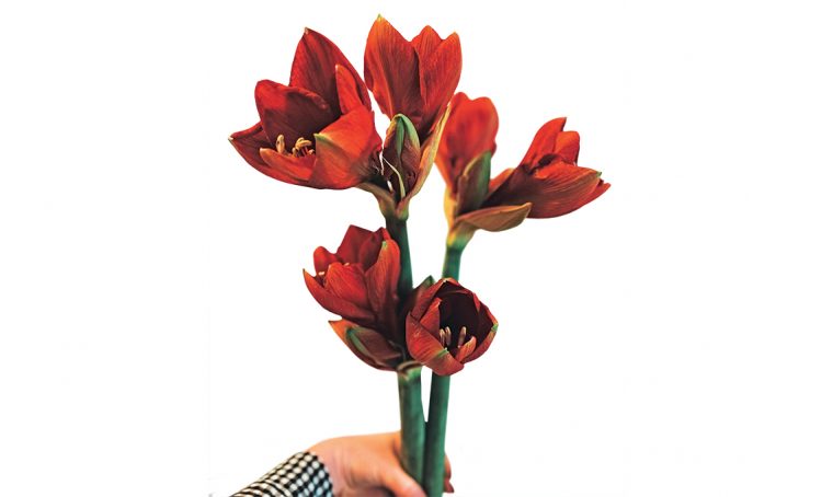 A scuola di fiori con La Fiorellaia: l’Amaryllis