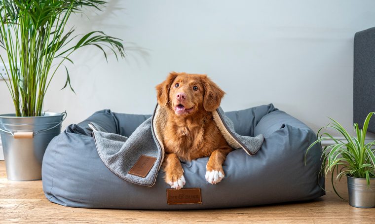 L’amministratore risponde: il cane dei vicini abbaia molto