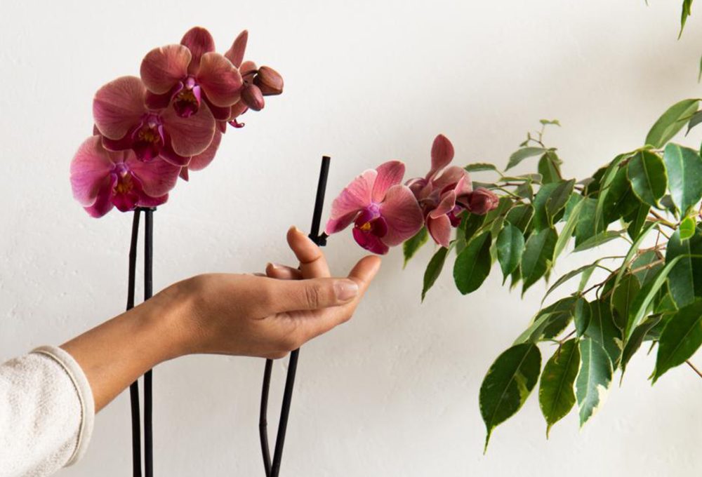 10 cose da sapere sulle piante fiorite