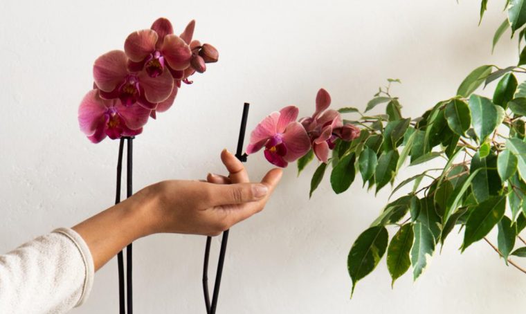 10 cose da sapere sulle piante fiorite
