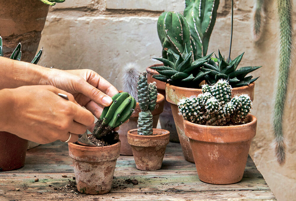 10 cose da sapere per curare le piante grasse