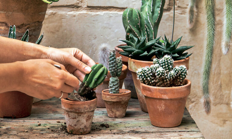 10 cose da sapere per curare le piante grasse
