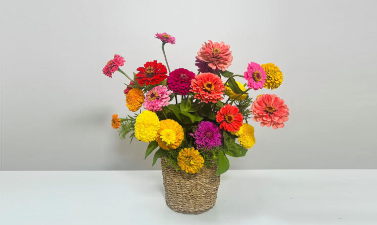 A scuola di fiori con La Fiorellaia: la Zinnia