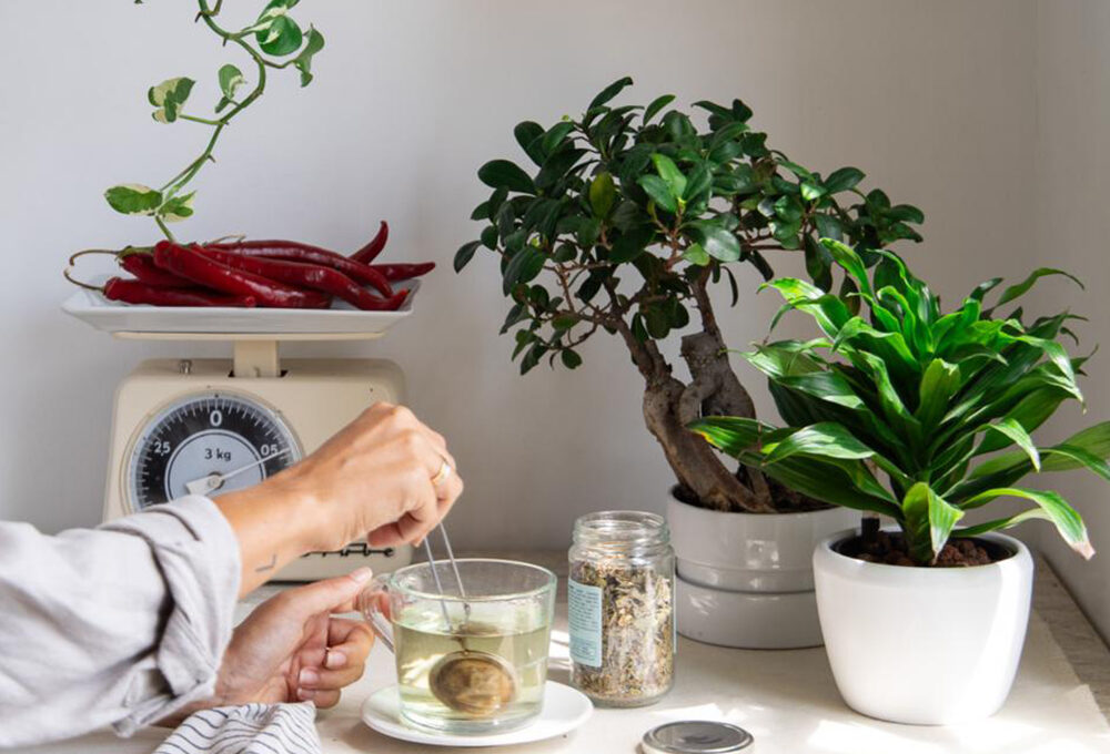 10 cose da fare: le tue piante in inverno