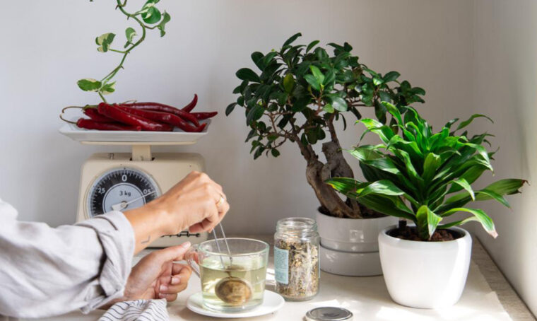 10 cose da fare: le tue piante in inverno