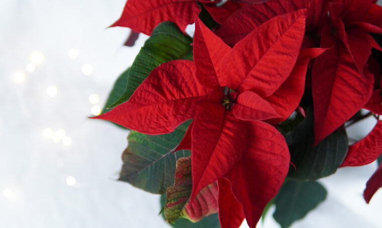 Stella di Natale: come farla durare a lungo