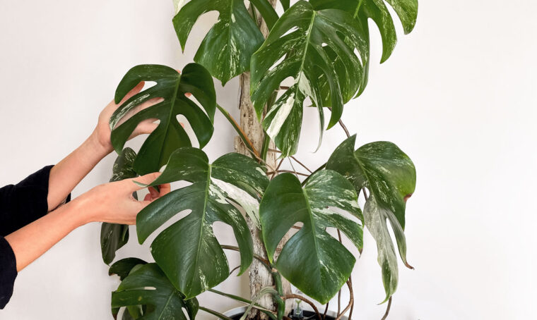 Tutto quello che c’è da sapere sulla Monstera deliciosa